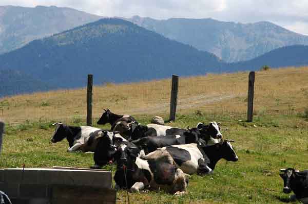 Vaca - La Cerdanya - Lleida - Catalunya 2.jpg